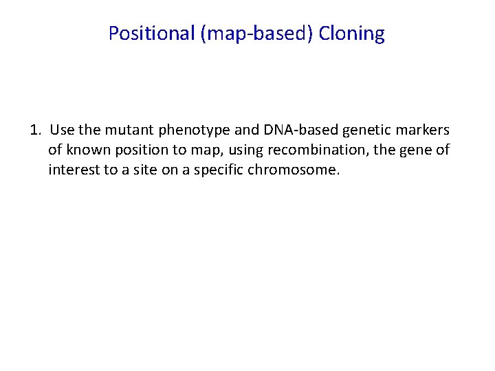 Positional (map-based) Cloning 1. Use the mutant phenotype and DNA-based genetic markers of known