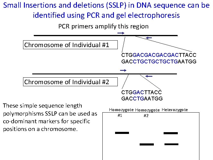 Small Insertions and deletions (SSLP) in DNA sequence can be identified using PCR and