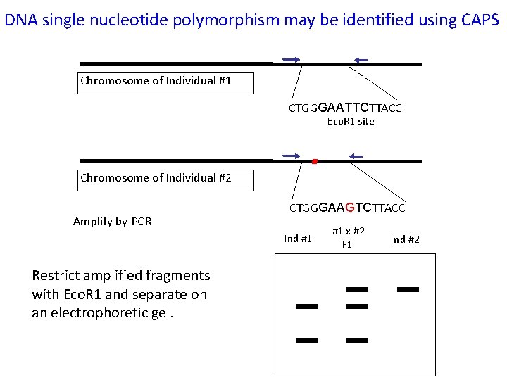 DNA single nucleotide polymorphism may be identified using CAPS Chromosome of Individual #1 CTGGGAATTCTTACC