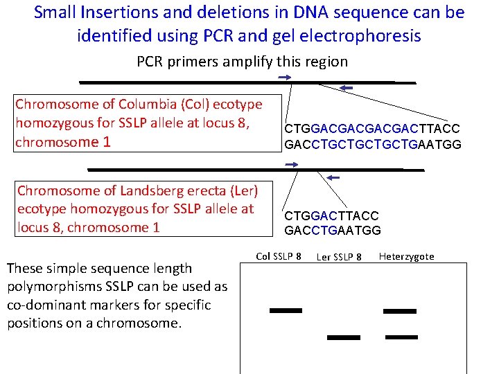 Small Insertions and deletions in DNA sequence can be identified using PCR and gel