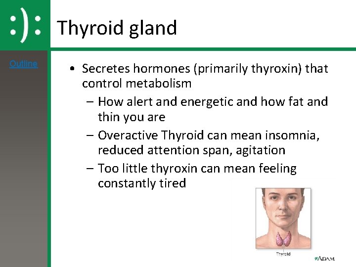 Thyroid gland Outline • Secretes hormones (primarily thyroxin) that control metabolism – How alert