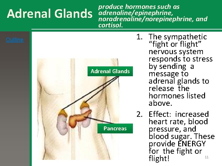 Adrenal Glands produce hormones such as adrenaline/epinephrine, noradrenaline/norepinephrine, and cortisol. Outline Adrenal Glands Pancreas