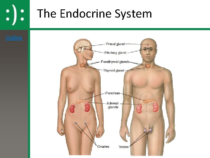 The Endocrine System Outline 