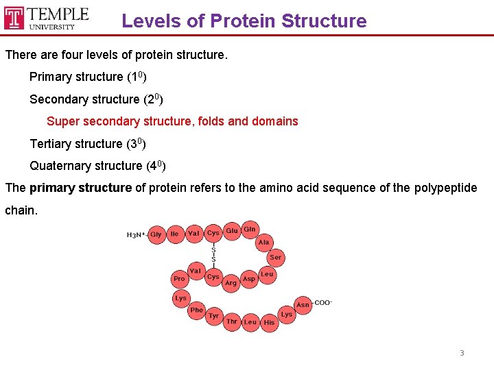 Levels of Protein Structure There are four levels of protein structure. Primary structure (10)