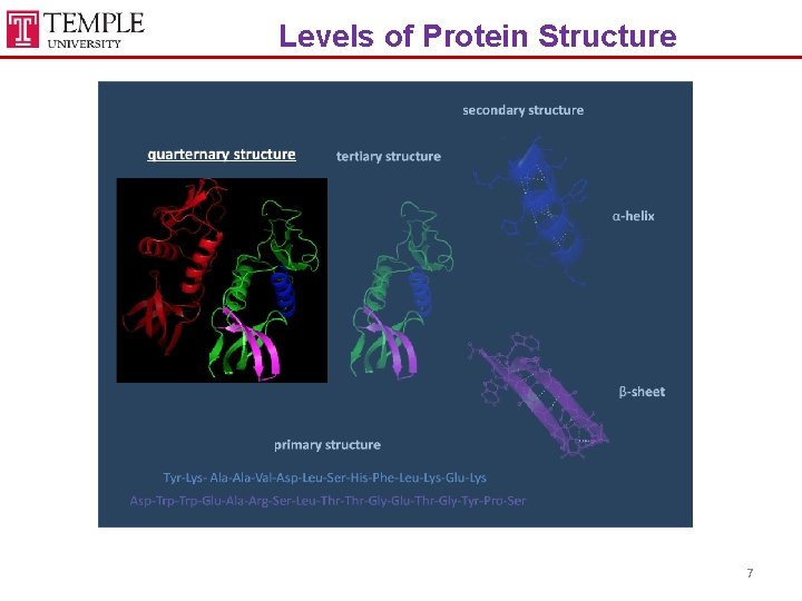 Levels of Protein Structure 7 
