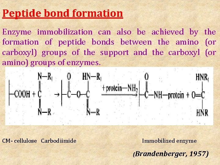 Peptide bond formation Enzyme immobilization can also be achieved by the formation of peptide