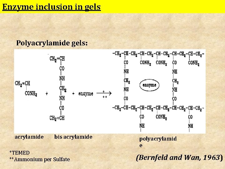 Enzyme inclusion in gels Polyacrylamide gels: * ** acrylamide bis acrylamide *TEMED **Ammonium per