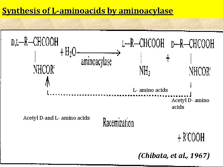 Synthesis of L-aminoacids by aminoacylase L- amino acids Acetyl D-and L- amino acids (Chibata,