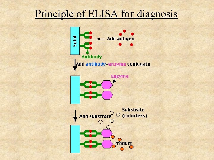Principle of ELISA for diagnosis 