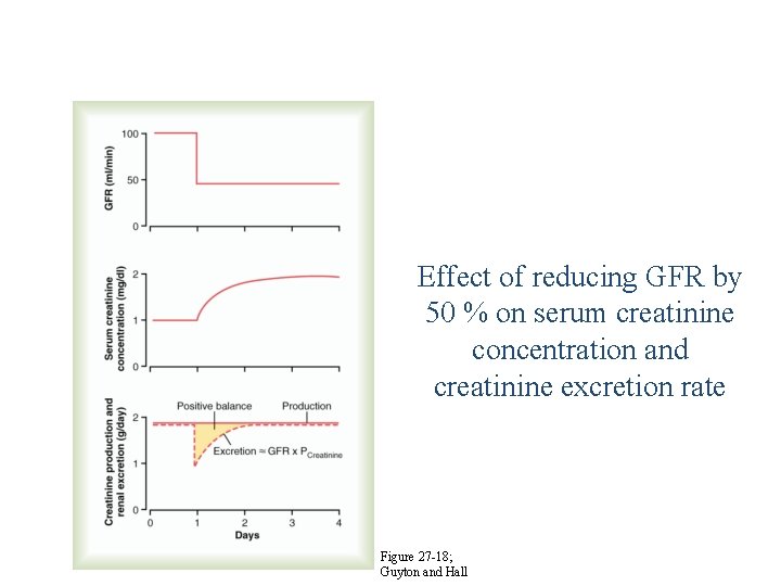 Effect of reducing GFR by 50 % on serum creatinine concentration and creatinine excretion