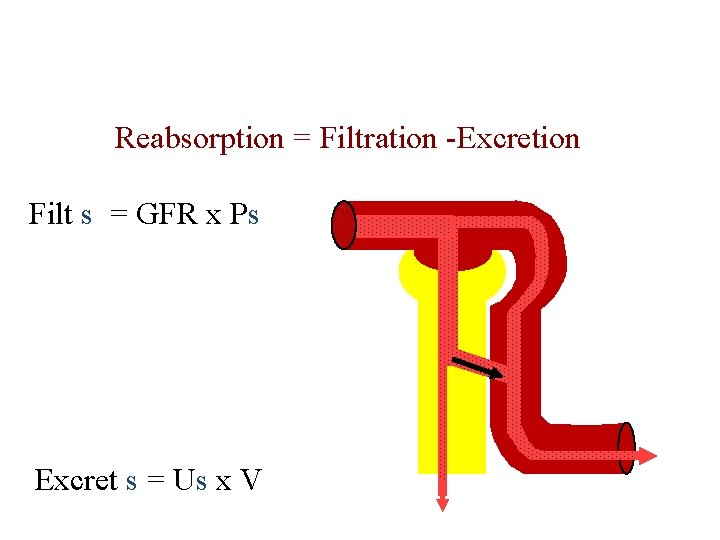 Calculation of Tubular Reabsorption = Filtration -Excretion Filt s = GFR x Ps Excret