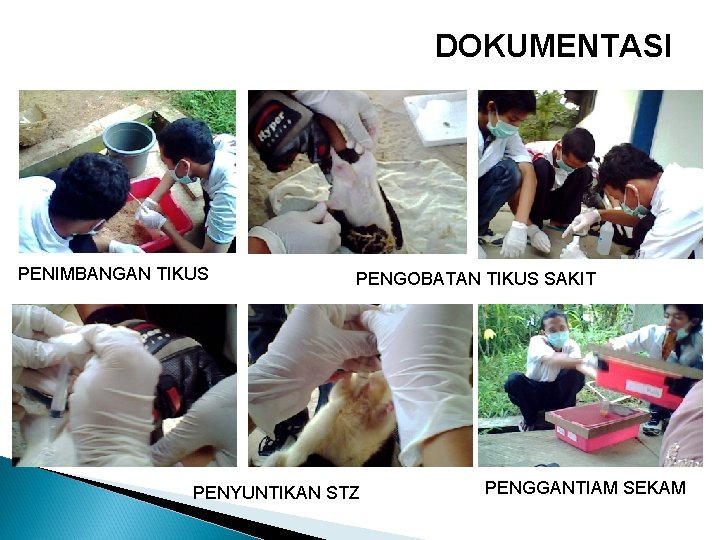 DOKUMENTASI PENIMBANGAN TIKUS PENGOBATAN TIKUS SAKIT PENYUNTIKAN STZ PENGGANTIAM SEKAM 