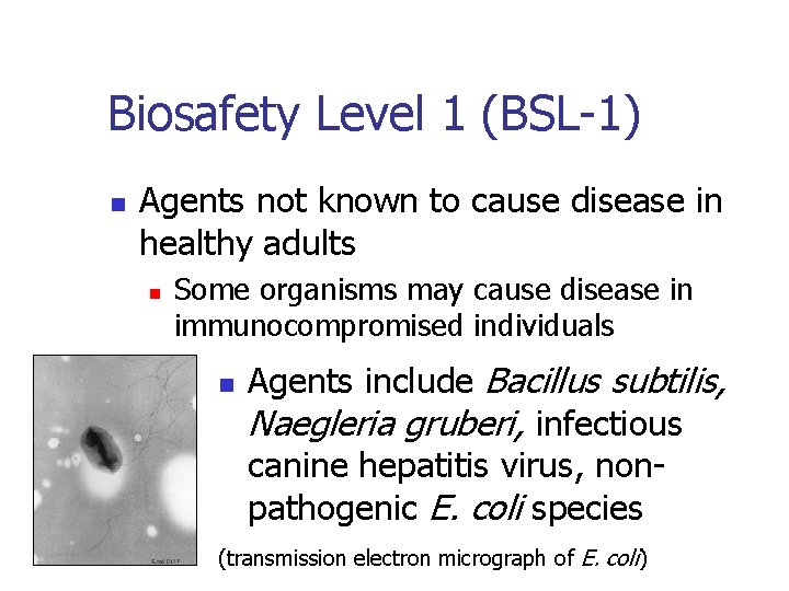 Biosafety Level 1 (BSL-1) n Agents not known to cause disease in healthy adults