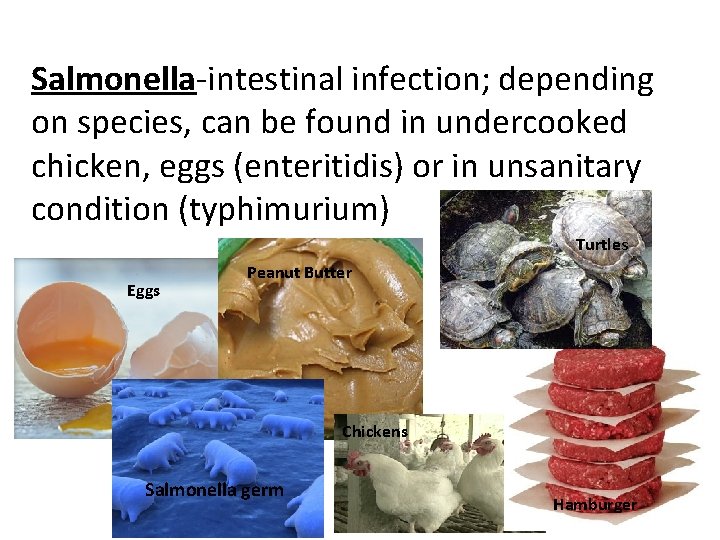 Salmonella-intestinal infection; depending on species, can be found in undercooked chicken, eggs (enteritidis) or