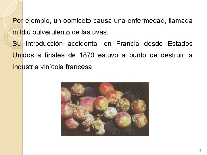 Por ejemplo, un oomiceto causa una enfermedad, llamada mildiú pulverulento de las uvas. Su