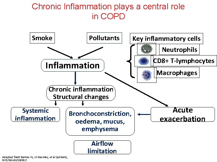 Chronic Inflammation plays a central role in COPD Smoke Pollutants Key inflammatory cells Neutrophils