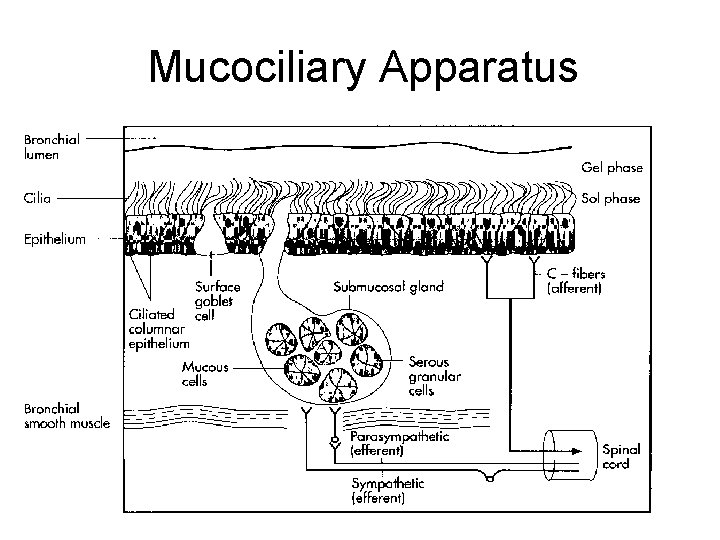 Mucociliary Apparatus 