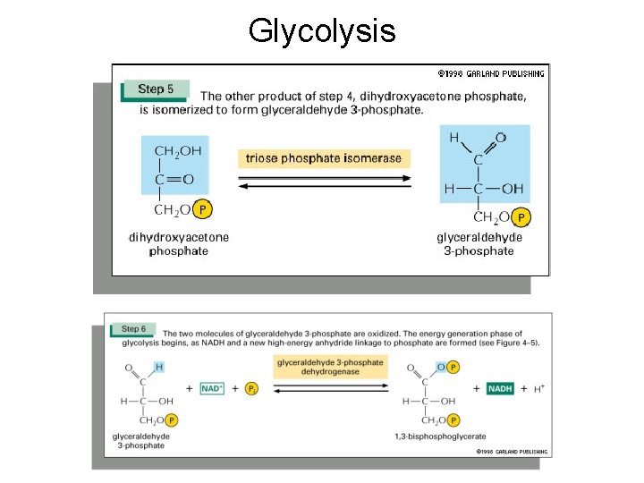 Glycolysis 
