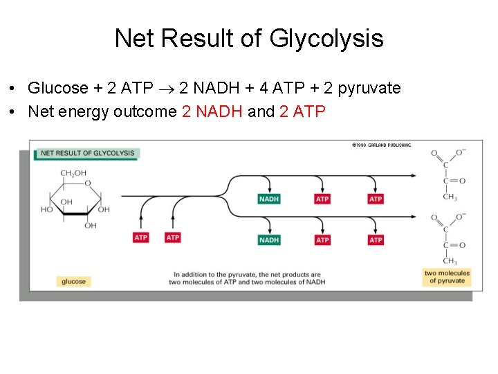 Net Result of Glycolysis • Glucose + 2 ATP 2 NADH + 4 ATP