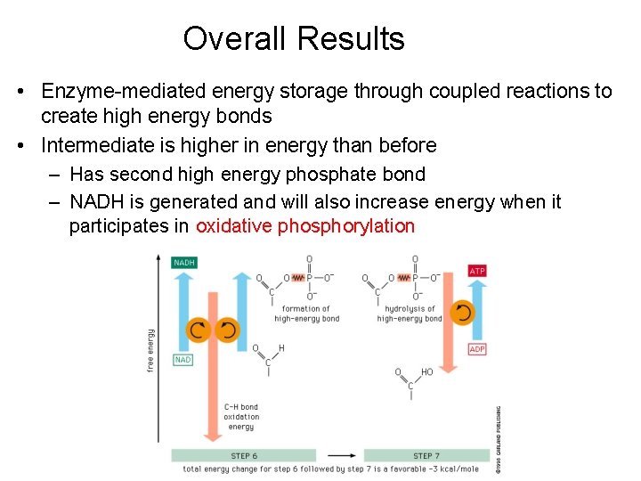 Overall Results • Enzyme-mediated energy storage through coupled reactions to create high energy bonds
