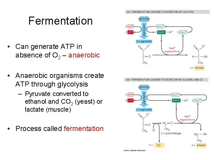Fermentation • Can generate ATP in absence of O 2 – anaerobic • Anaerobic