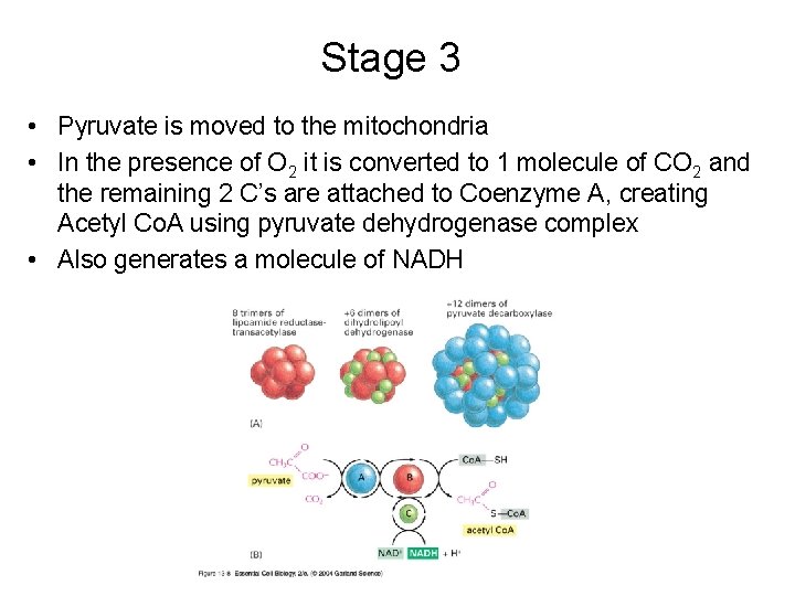 Stage 3 • Pyruvate is moved to the mitochondria • In the presence of