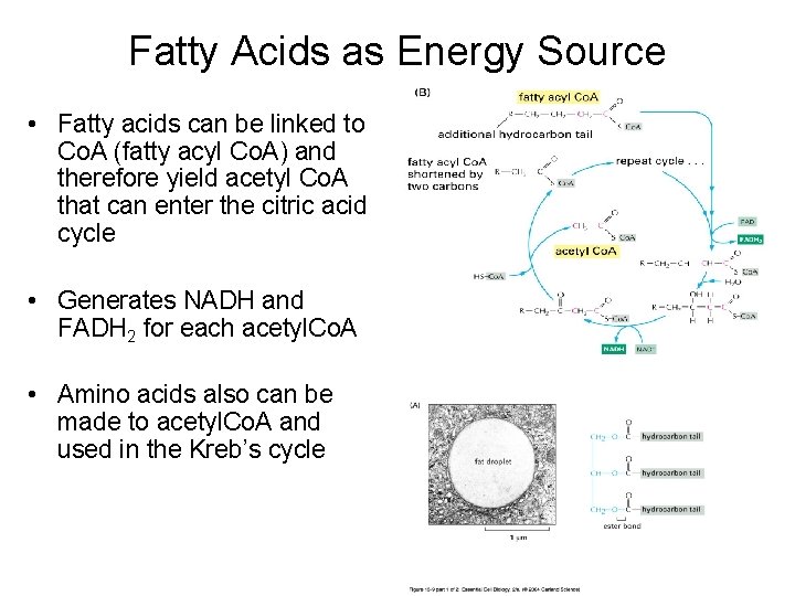 Fatty Acids as Energy Source • Fatty acids can be linked to Co. A