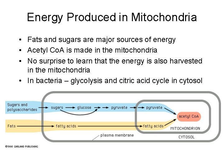 Energy Produced in Mitochondria • Fats and sugars are major sources of energy •