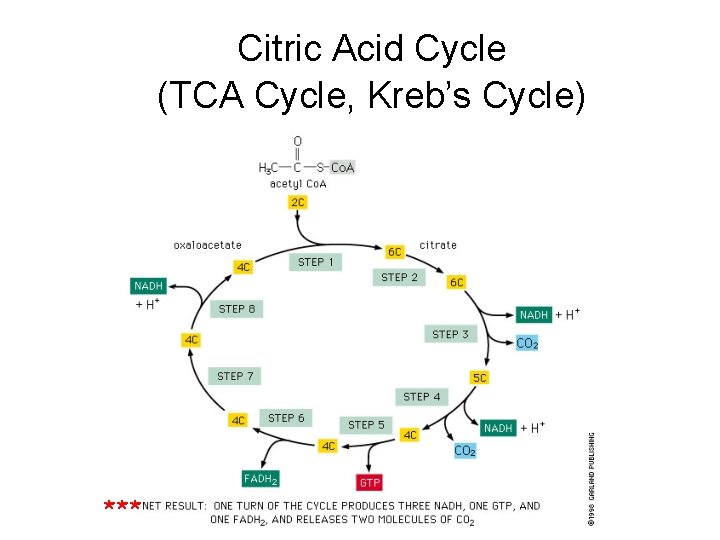 Citric Acid Cycle (TCA Cycle, Kreb’s Cycle) *** 