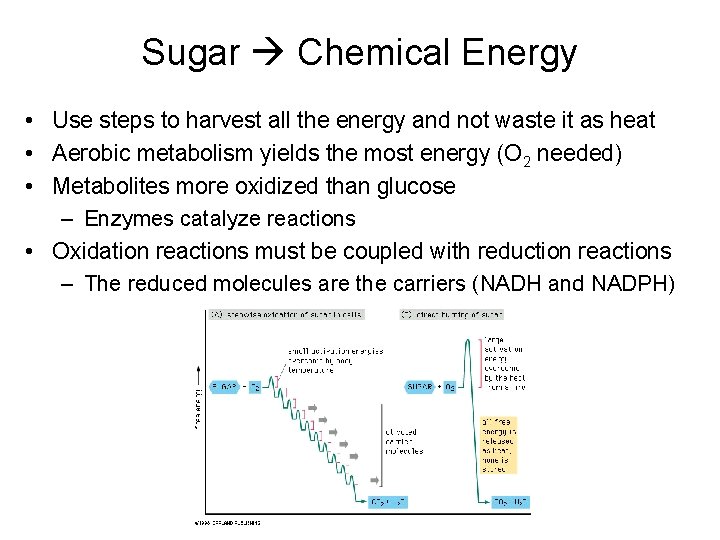 Sugar Chemical Energy • Use steps to harvest all the energy and not waste