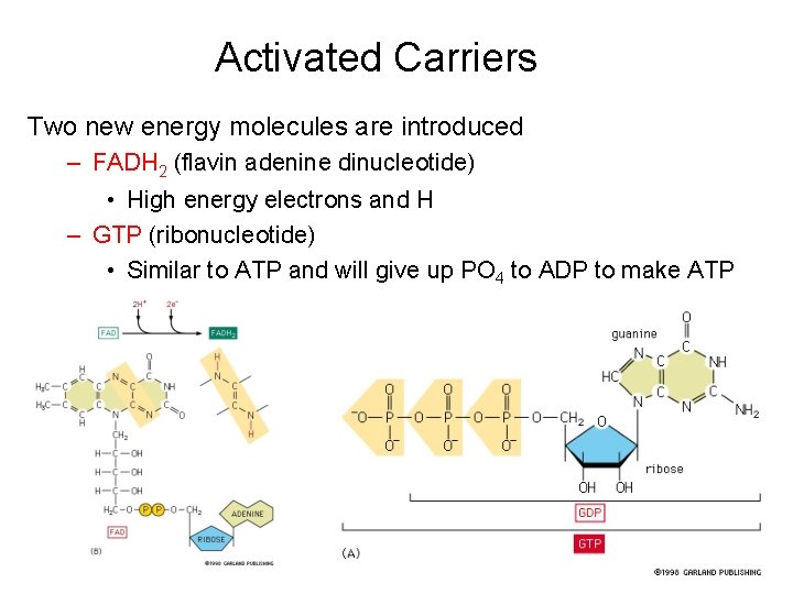 Activated Carriers Two new energy molecules are introduced – FADH 2 (flavin adenine dinucleotide)