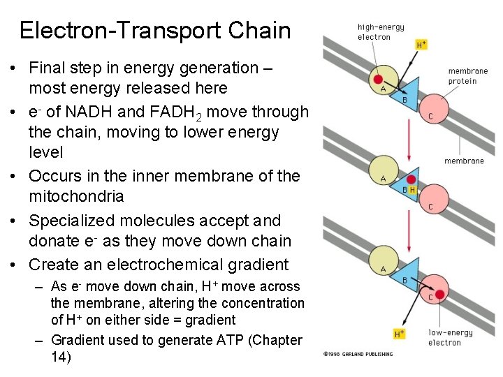Electron-Transport Chain • Final step in energy generation – most energy released here •