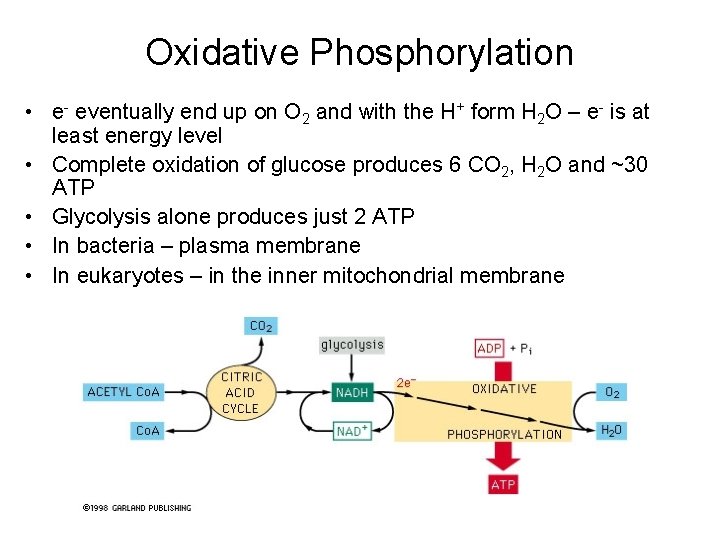 Oxidative Phosphorylation • e- eventually end up on O 2 and with the H+