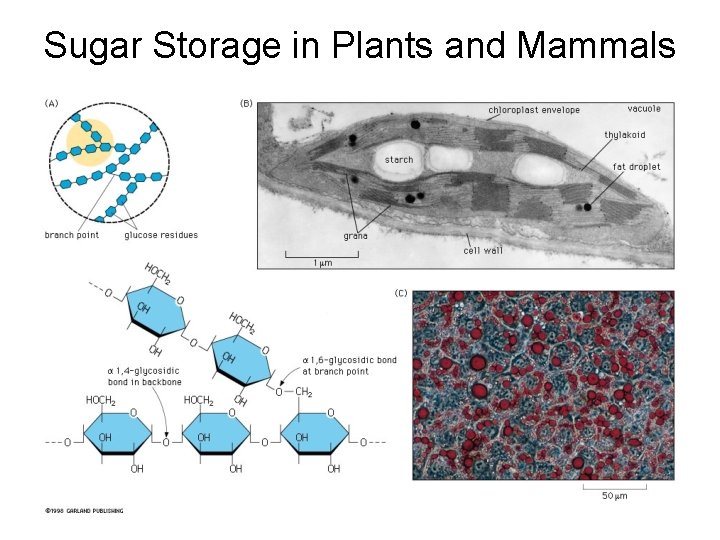 Sugar Storage in Plants and Mammals 