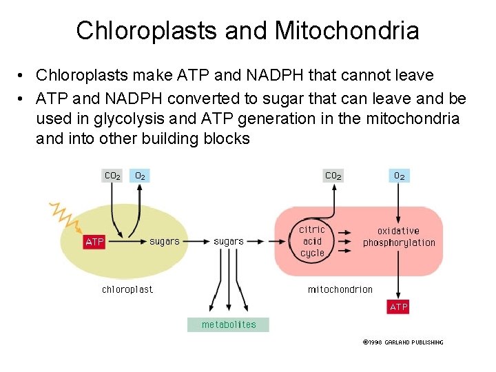 Chloroplasts and Mitochondria • Chloroplasts make ATP and NADPH that cannot leave • ATP