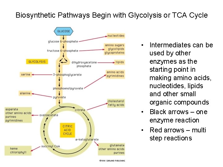 Biosynthetic Pathways Begin with Glycolysis or TCA Cycle • Intermediates can be used by