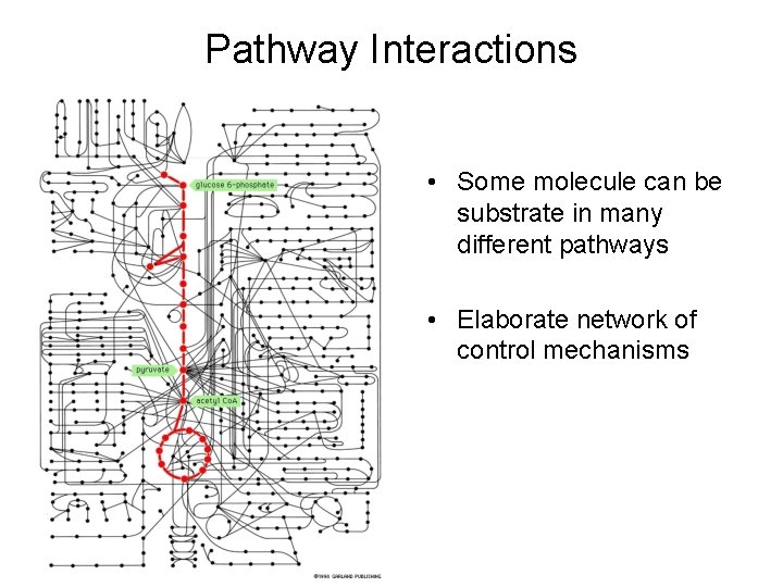 Pathway Interactions • Some molecule can be substrate in many different pathways • Elaborate
