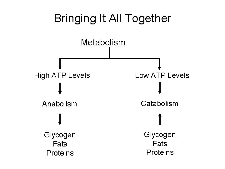 Bringing It All Together Metabolism High ATP Levels Low ATP Levels Anabolism Catabolism Glycogen