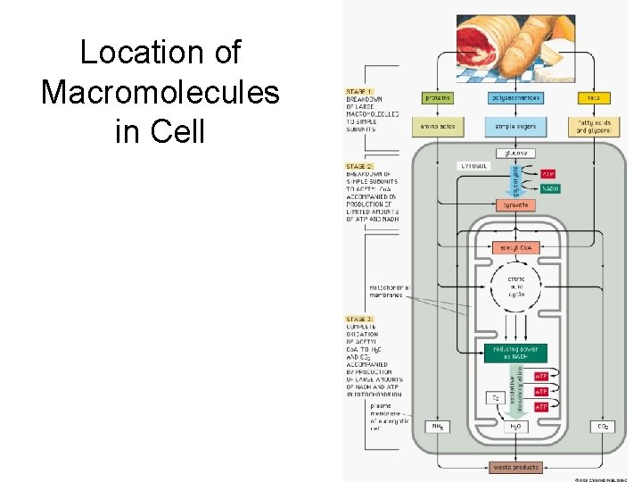 Location of Macromolecules in Cell 