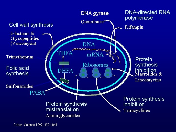 DNA gyrase Quinolones Cell wall synthesis DNA-directed RNA polymerase Rifampin ß-lactams & Glycopeptides (Vancomycin)