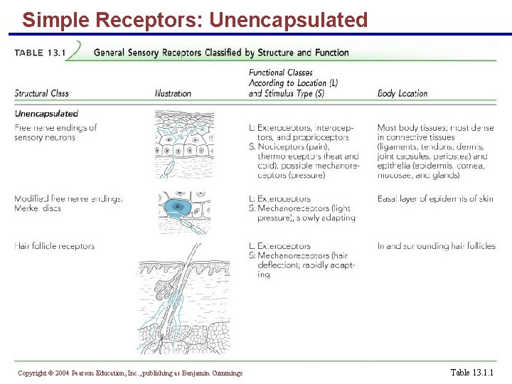 Simple Receptors: Unencapsulated Copyright © 2004 Pearson Education, Inc. , publishing as Benjamin Cummings