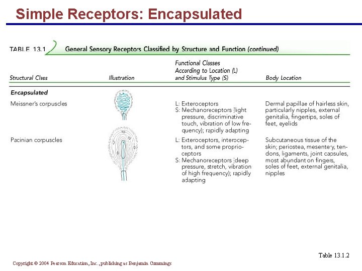 Simple Receptors: Encapsulated Table 13. 1. 2 Copyright © 2004 Pearson Education, Inc. ,