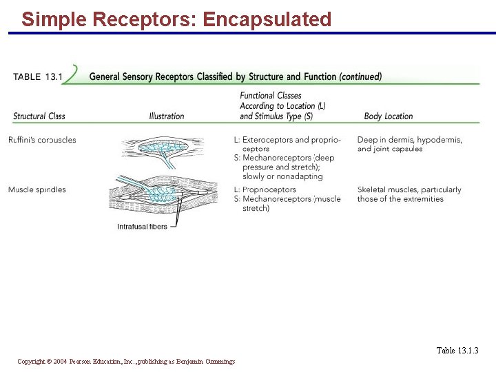 Simple Receptors: Encapsulated Table 13. 1. 3 Copyright © 2004 Pearson Education, Inc. ,