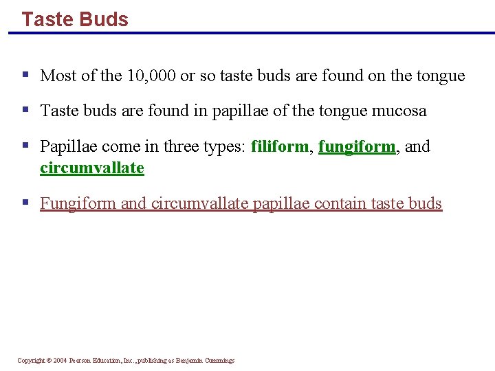 Taste Buds § Most of the 10, 000 or so taste buds are found