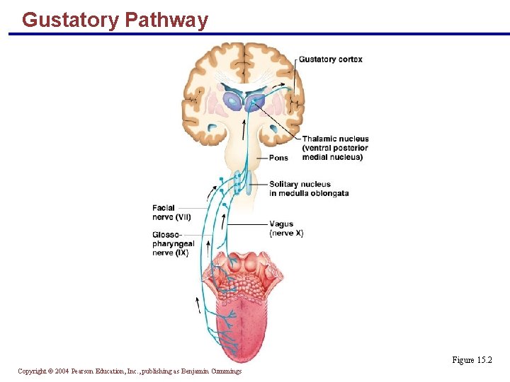 Gustatory Pathway Figure 15. 2 Copyright © 2004 Pearson Education, Inc. , publishing as