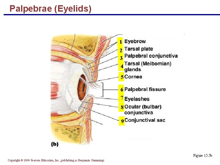 Palpebrae (Eyelids) 1 2 3 4 5 6 7 8 9 Figure 15. 5