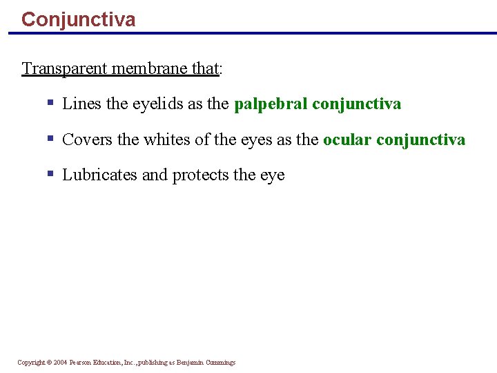 Conjunctiva Transparent membrane that: § Lines the eyelids as the palpebral conjunctiva § Covers