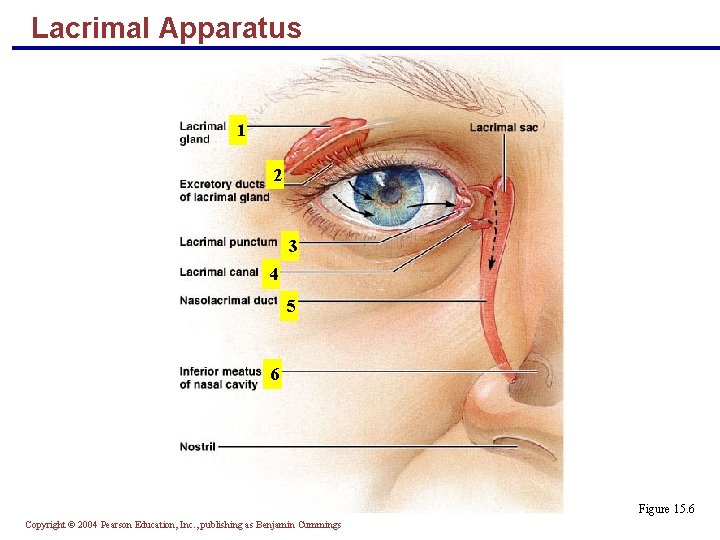 Lacrimal Apparatus 1 2 3 4 5 6 Figure 15. 6 Copyright © 2004