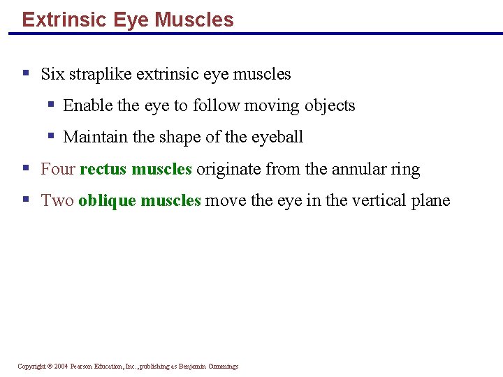 Extrinsic Eye Muscles § Six straplike extrinsic eye muscles § Enable the eye to