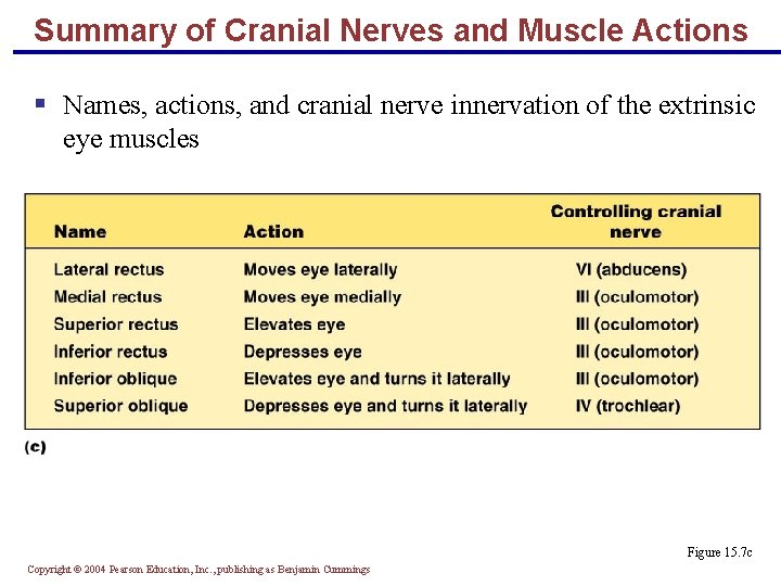 Summary of Cranial Nerves and Muscle Actions § Names, actions, and cranial nerve innervation